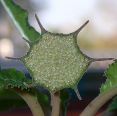 Dorstenia foetida