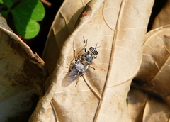 Adoxomyia