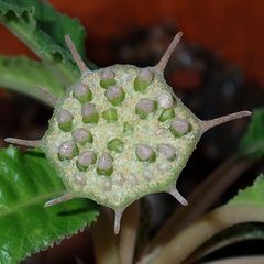 Dorstenia foetida