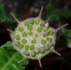 Dorstenia foetida