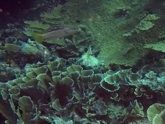 Anyperodon leucogrammicus