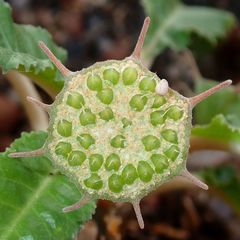 Dorstenia foetida