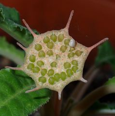 Dorstenia foetida