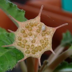 Dorstenia foetida