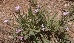 Matthiola parviflora