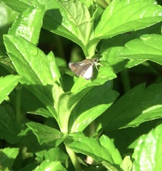 Aeromachus plumbeola