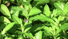 Aeromachus plumbeola