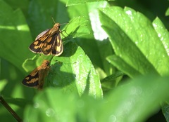 Taractrocera luzonensis