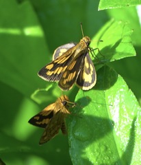 Taractrocera luzonensis