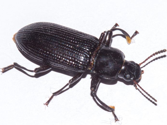 Menephilus medius