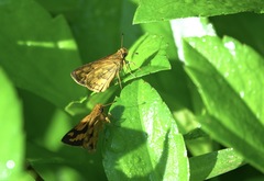 Taractrocera luzonensis