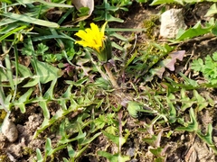 Taraxacum lacistophyllum