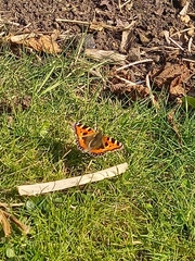 Aglais urticae