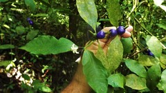 Psychotria laciniata