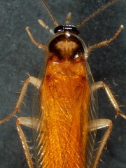 Robshelfordia circumducta