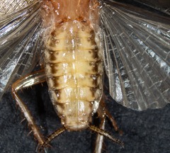 Robshelfordia circumducta