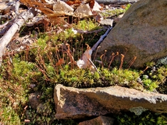 Bryophyta