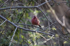 Carpodacus