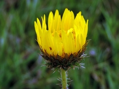 Berkheya radula