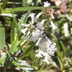 Pontia sisymbrii