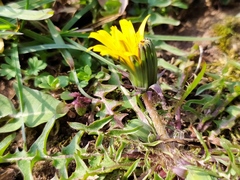 Taraxacum lacistophyllum