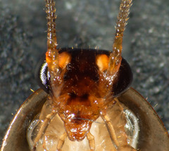 Robshelfordia circumducta