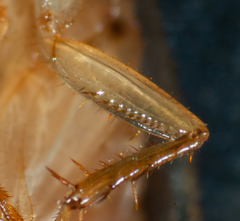 Robshelfordia circumducta