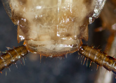 Robshelfordia circumducta
