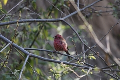 Carpodacus