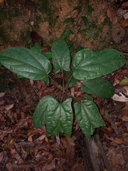 Tinomiscium petiolare