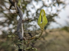Ceropegia juncea