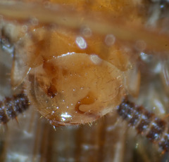 Robshelfordia circumducta