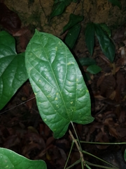 Tinomiscium petiolare