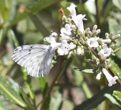 Pontia sisymbrii