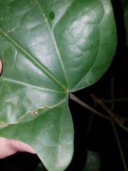 Tinomiscium petiolare