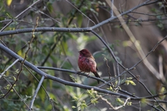 Carpodacus
