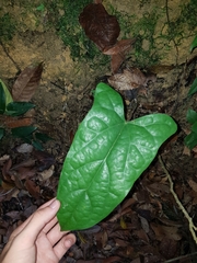 Tinomiscium petiolare