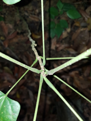 Tinomiscium petiolare, photograph 4