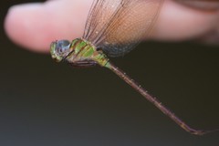 Triacanthagyna caribbea