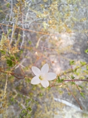 Prismatocarpus brevilobus