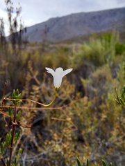 Prismatocarpus brevilobus