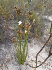 Prismatocarpus brevilobus