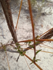 Prismatocarpus brevilobus