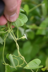 Ipomoea plebeia
