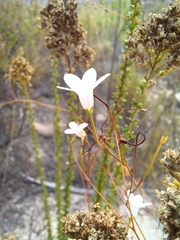 Prismatocarpus brevilobus