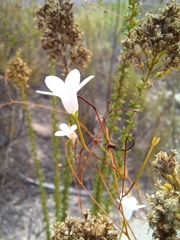 Prismatocarpus brevilobus