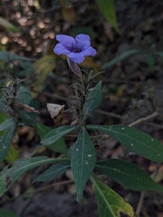 Strobilanthes integrifolius