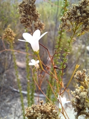 Prismatocarpus brevilobus