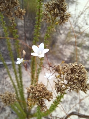 Prismatocarpus brevilobus