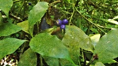 Psychotria laciniata